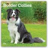 Border Collies 2027 - 16-Monatskalender -  - 9798330712274
