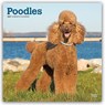 Poodles 2027 Square Flap -  - 9798330712595