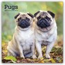 Pugs 2027 Square Flap -  - 9798330712601