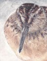 Breedbekstrandloper - Dietske Geerlings - 9789083181325