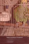 Kooivogels veroorzaken longkanker bij de mens. - Dr. Peter A.J. Holst - 9789403719597