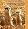 Erdmännchen - Heiderose Fischer-Nagel ; Andreas Fischer-Nagel - 9783930038374