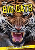 ZSL Big Cats | Michael Cox | 