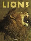 Lions | Lee Server | 
