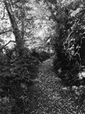 Robert Adams: An Old Forest Road | Henry David Thoreau ; Thomas Zander | 