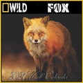 Fox Calendar 2021 | Pett Rouji | 