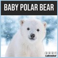 baby Polar bear 2021 Calendar: 16 Months Calendar 2021 baby bear | 2021 Wall Calendars 2021 | 