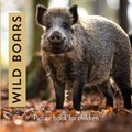 Wild Boars | Stephen Marcal | 