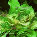 Green Roses Bloom for Icarus | Hiromi Yoshida | 