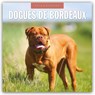 Dogues de Bordeaux 2026 Square Wall Calendar - Red Robin - 9781804428030