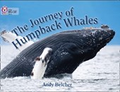 The Journey of Humpback Whales