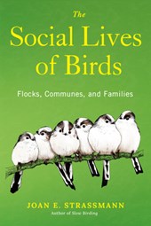 Social Lives of Birds