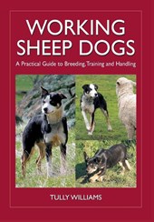 Working Sheep Dogs