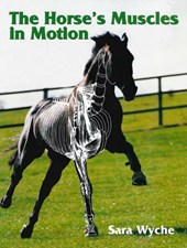 Horse's Muscles in Motion