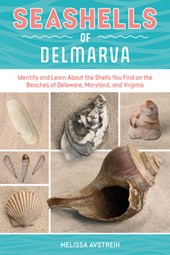 Seashells of Delmarva