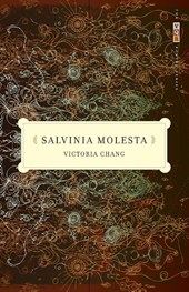 Salvinia Molesta