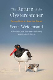 Return of the Oystercatcher