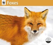 WWF Foxes: 12x14 Deluxe Wall