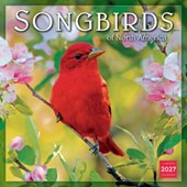 Songbirds of North America