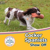 Cocker Spaniels Show Off