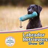 Labrador Retrievers Show Off