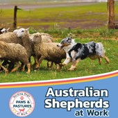 Australian Shepherds at Work