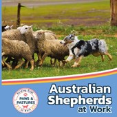 Australian Shepherds at Work