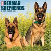 German Shepherds 2026 Wall Calendar