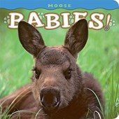 MOOSE BABIES-BOARD