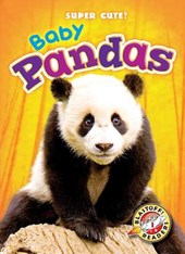 Baby Pandas
