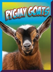 Pygmy Goats