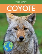 Coyote