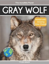 Gray Wolf