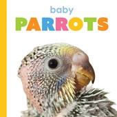 Baby Parrots