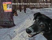Black Bear Goes to Bangor to Find Beaver