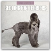 Bedlington Terriers 2026 Square Wall Calendar
