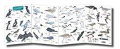 Guide to Summer Coastal Birds
