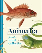Animalia