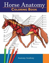 Horse Anatomy