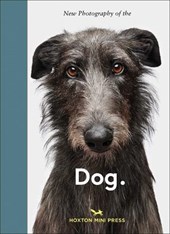 New photography of the dog