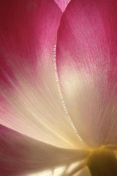 Phyla of Joy