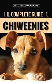 The Complete Guide to Chiweenies