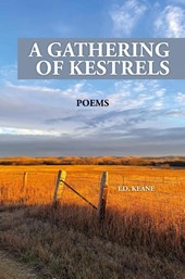A GATHERING OF KESTRELS