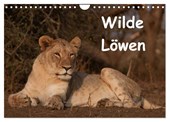 Wilde Löwen (Wandkalender 2025 DIN A4 quer), CALVENDO Monatskalender
