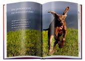 Weimaraner