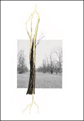 Giuseppe Penone. Thoughts in the Roots