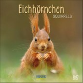 Eichhörnchen 2027