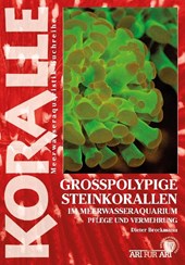Großpolypige Steinkorallen