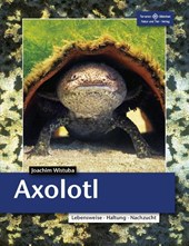 Axolotl