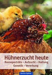 Hühnerzucht heute